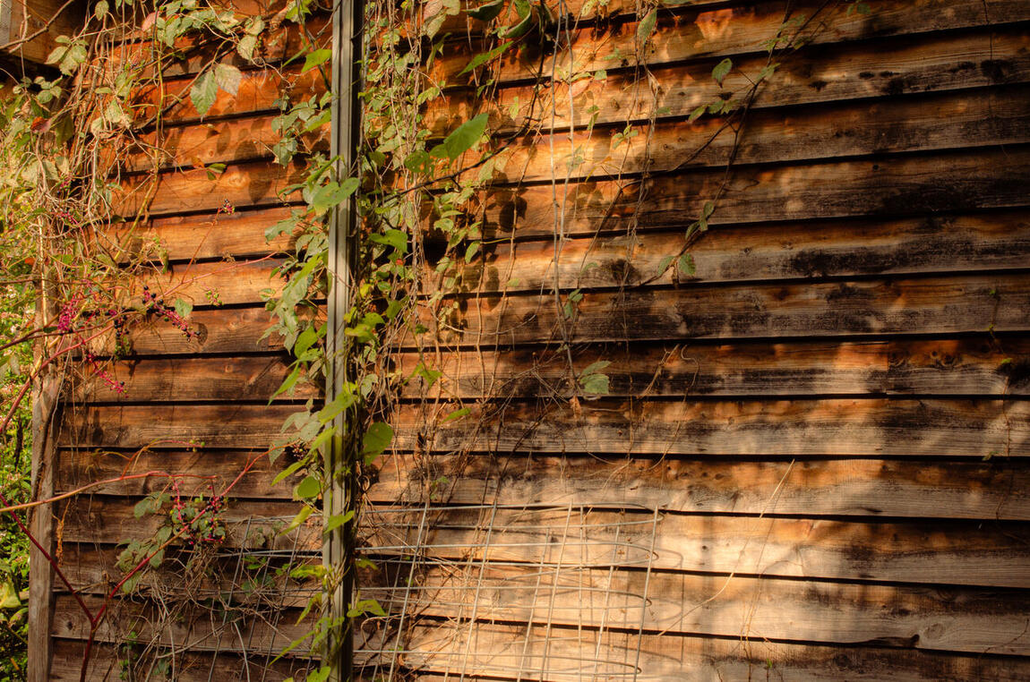 Late sun and vine shadows raking across a weathered board wall