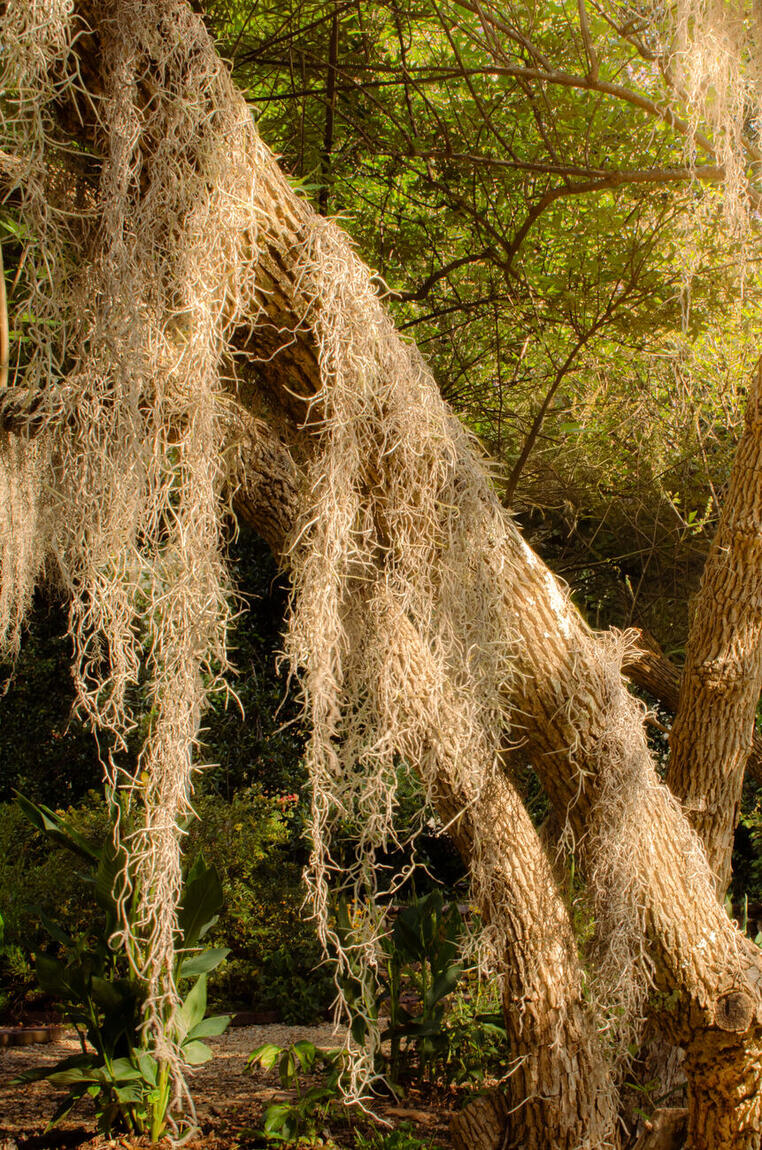 Spanish moss hanging in backlit strands from a leaning trunk