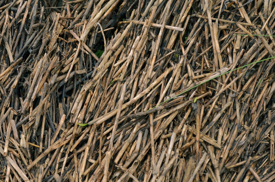 Dried marsh reeds packed flat in a dense diagonal mat